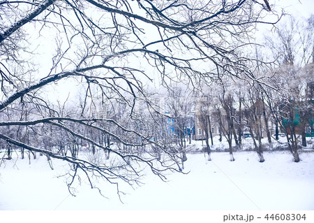 branches covered with snow / background winter trees and bushes without leaves, snowfall, concept of cold weather, frosty climate background 44608304