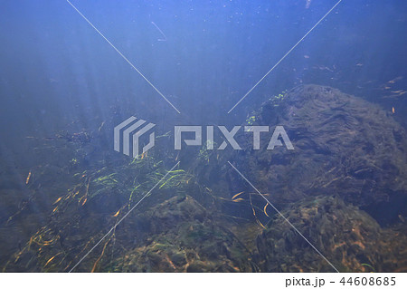 underwater landscape transparent lake / fresh water ecosystem unusual landscape under water 44608685