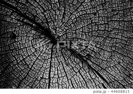 texture background tree cut annual rings texture background tree cut annual rings 44608815