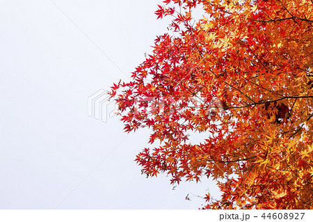 紅葉 カエデの葉 カエデ 44608927