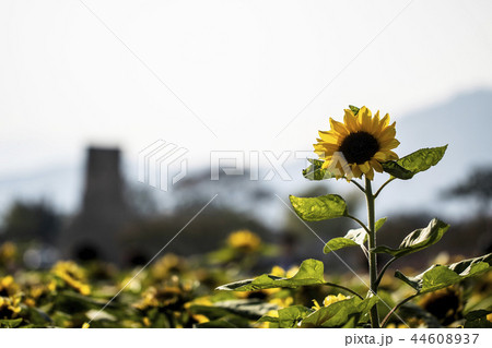 ヒマワリ 花 植物 44608937