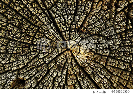 texture background tree cut annual rings texture background tree cut annual rings 44609200