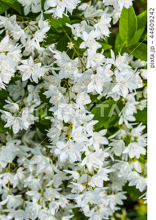 満開に咲くウツギの花 44609242