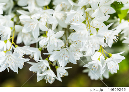 満開に咲くウツギの花の写真素材