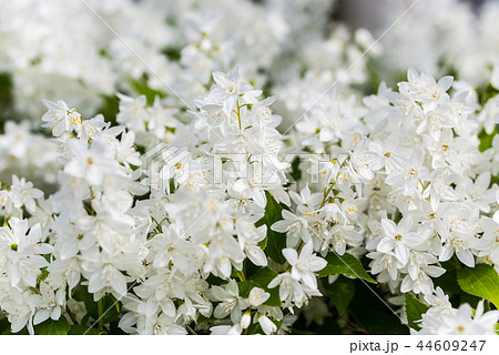 満開に咲くウツギの花 44609247