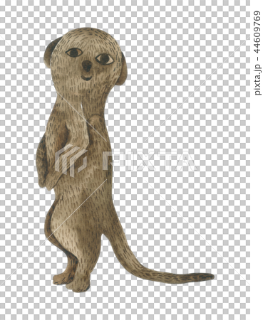 Meerkat cartoon watercolor on white background Meerkat cartoon watercolor on white background 44609769