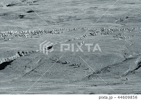 sheep on a mountain pasture sheep on a mountain pasture 44609856