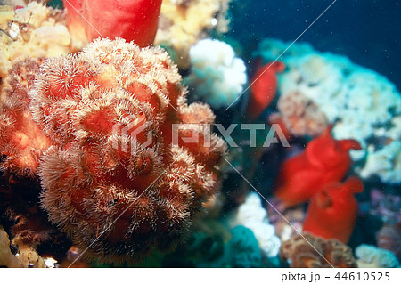 ascidia purple underwater photo coral reef 44610525