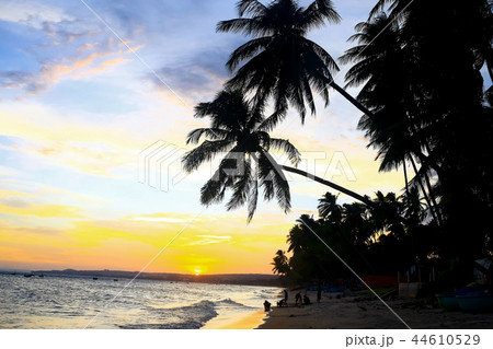 Silhouettes of palm trees 44610529