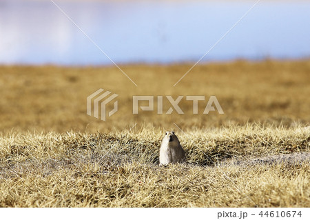 ground squirrel next to a mink in wild nature 44610674