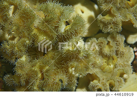 texture of the sea anemone macro tentacles corals 44610919