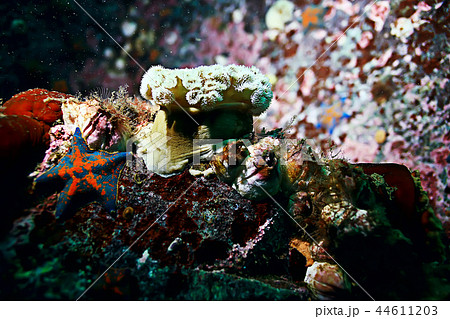 marine animals underwater photo 44611203