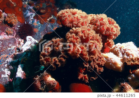colony of sea anemones under water corals colony of sea anemones under water corals 44611265