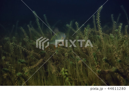 night underwater landscape / diving at night in fresh water, green algae, clear fresh water at night in the lake 44611280