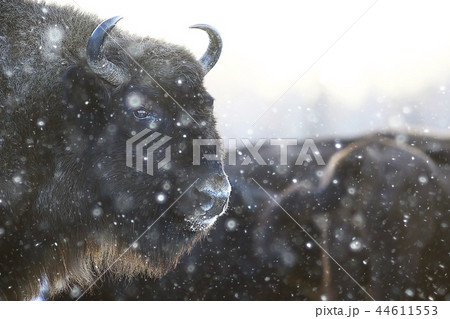 Aurochs bison in nature / winter season, bison in a snowy field, a large bull bufalo 44611553