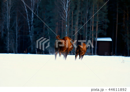 Aurochs bison in nature / winter season, bison in a snowy field, a large bull bufalo Aurochs bison in nature / winter season, bison in a snowy field, a large bull bufalo 44611892