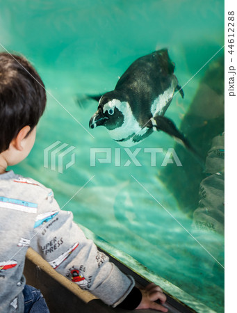 水族館の水槽の中を泳ぐペンギンを見ている男の子 水族館の水槽の中を泳ぐペンギンを見ている男の子 44612288