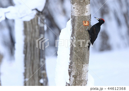 クマゲラ冬 44612368