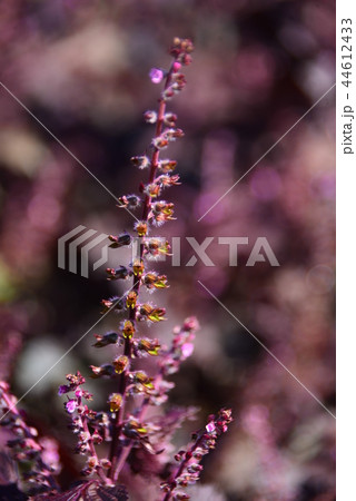 赤紫蘇の花穂 44612433