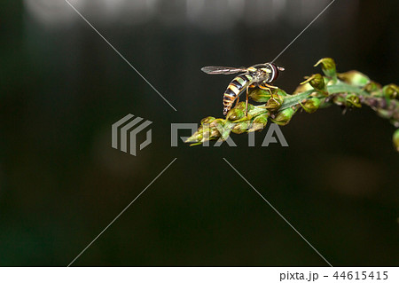 Bee on green tree Living in the nature of insects. 44615415