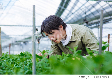 就農 農業 ハウス栽培 就農 農業 ハウス栽培 44617693