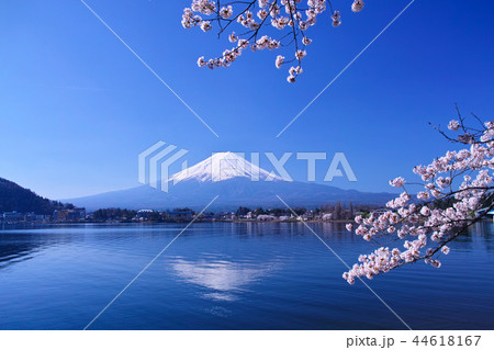 河口湖北岸の産屋ヶ崎から見る満開の桜と富士山 44618167