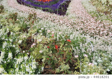 寒色系の配色の花壇 44618201