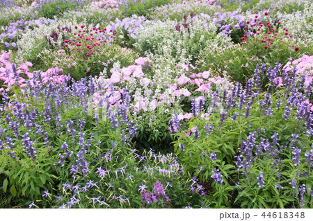 青　紫　ピンクの配色の花壇 44618348