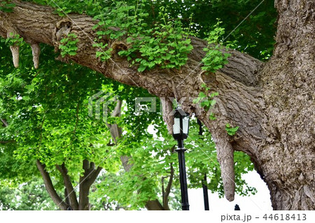 いちょうの老木の乳根 44618413