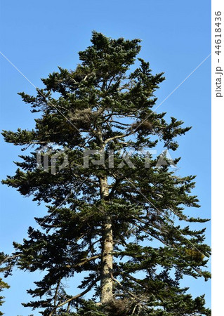 青空にそびえ立つ針葉樹 44618436