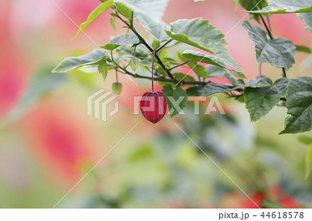 かわいいチロリアンランプの花 44618578