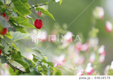 かわいいチロリアンランプの花 44618579