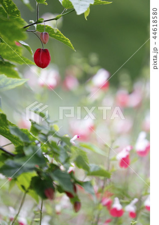 かわいいチロリアンランプの花 かわいいチロリアンランプの花 44618580