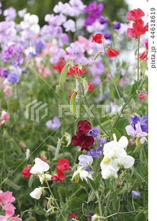 花畑のスイートピーと豆 44618619