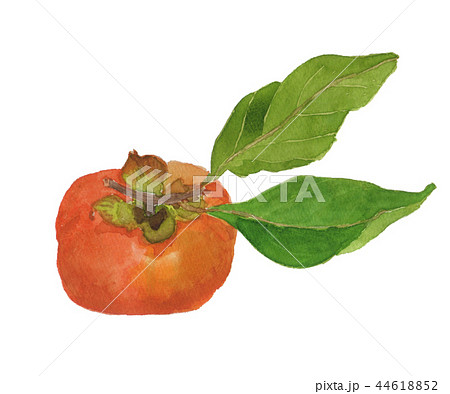 Diospyros kaki 　柿の実 44618852