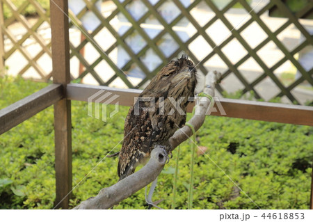 オーストラリアの鳥達 オーストラリアガマグチヨタカ オーストラリアの鳥達 オーストラリアガマグチヨタカ 44618853