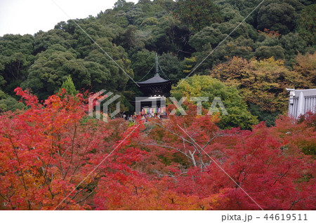 紅葉 永観堂 紅葉 永観堂 44619511