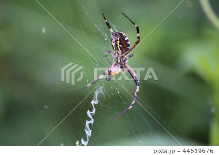 ナガコガネグモ ナガコガネグモ 44619676