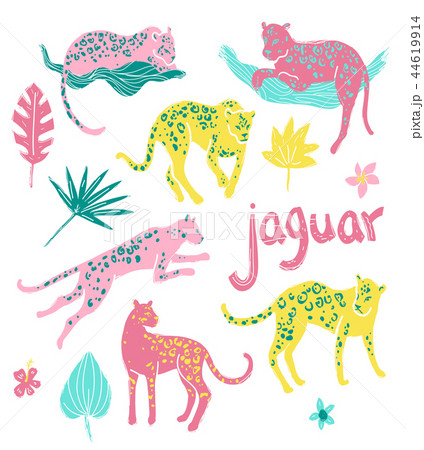 Vector collection of jaguars. Tropic wild animals and plants in  44619914