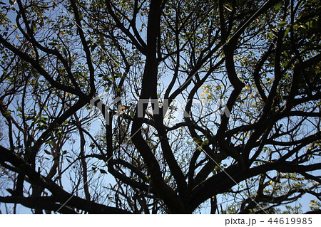 首里城で心地いい木陰を作ってくれてるガジュマルの木 44619985