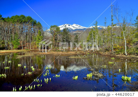 どじょう池から残雪の乗鞍岳を望む 44620017