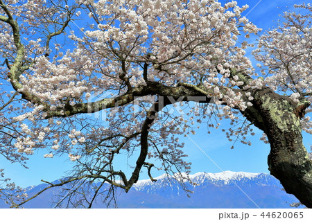 長野県中川村の桜と残雪の中央アルプス 44620065