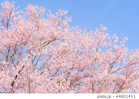桜 桜 44621451