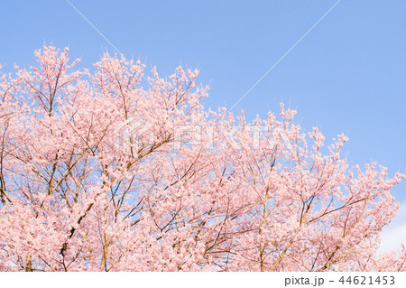 桜 44621453