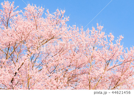 桜 44621456
