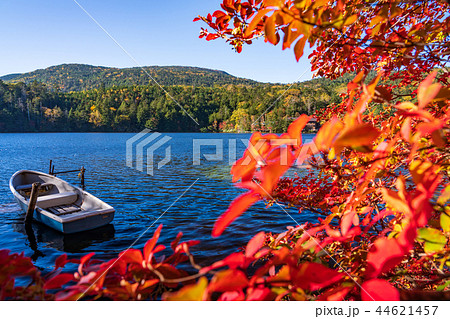 （長野県）白駒の池・湖畔の紅葉 44621457