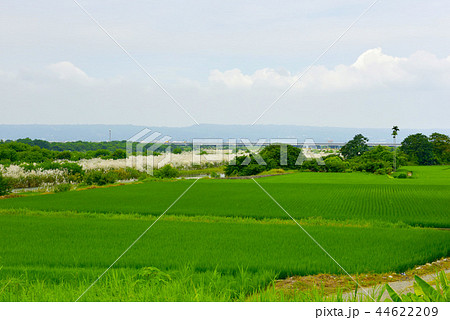 たんぼ 田んぼ 田圃 44622209