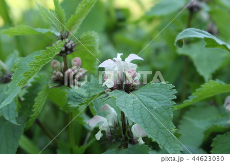 踊り子草 44623030