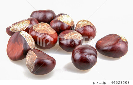 Horse chestnut isolated on white background 44623503