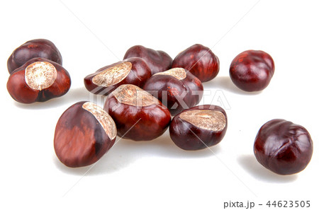 Horse chestnut isolated on white background Horse chestnut isolated on white background 44623505